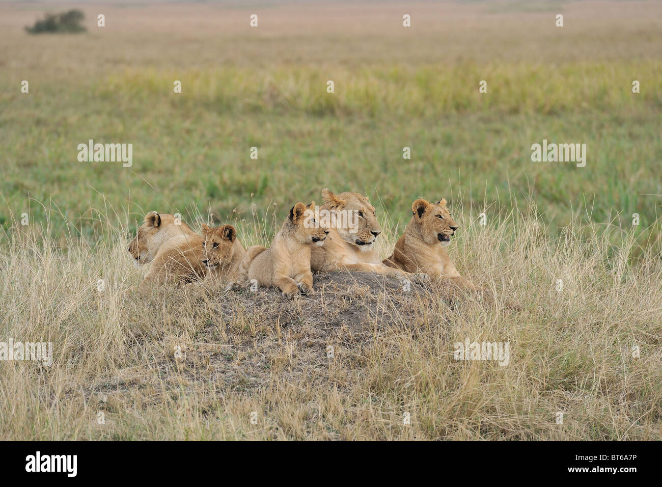 East African Lion - Massai-Löwe (Panthera Leo Nubica) Gruppe von Weibchen und Jungtiere auf dem Boden Stockfoto