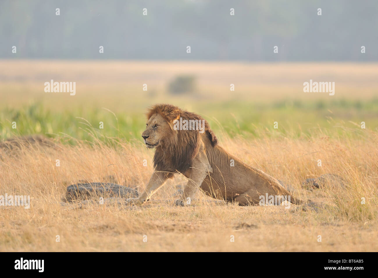 East African Lion - Massai-Löwe (Panthera Leo Nubica) standen in den kleinen Finger leicht von den ersten Strahlen der aufgehenden Sonne Stockfoto