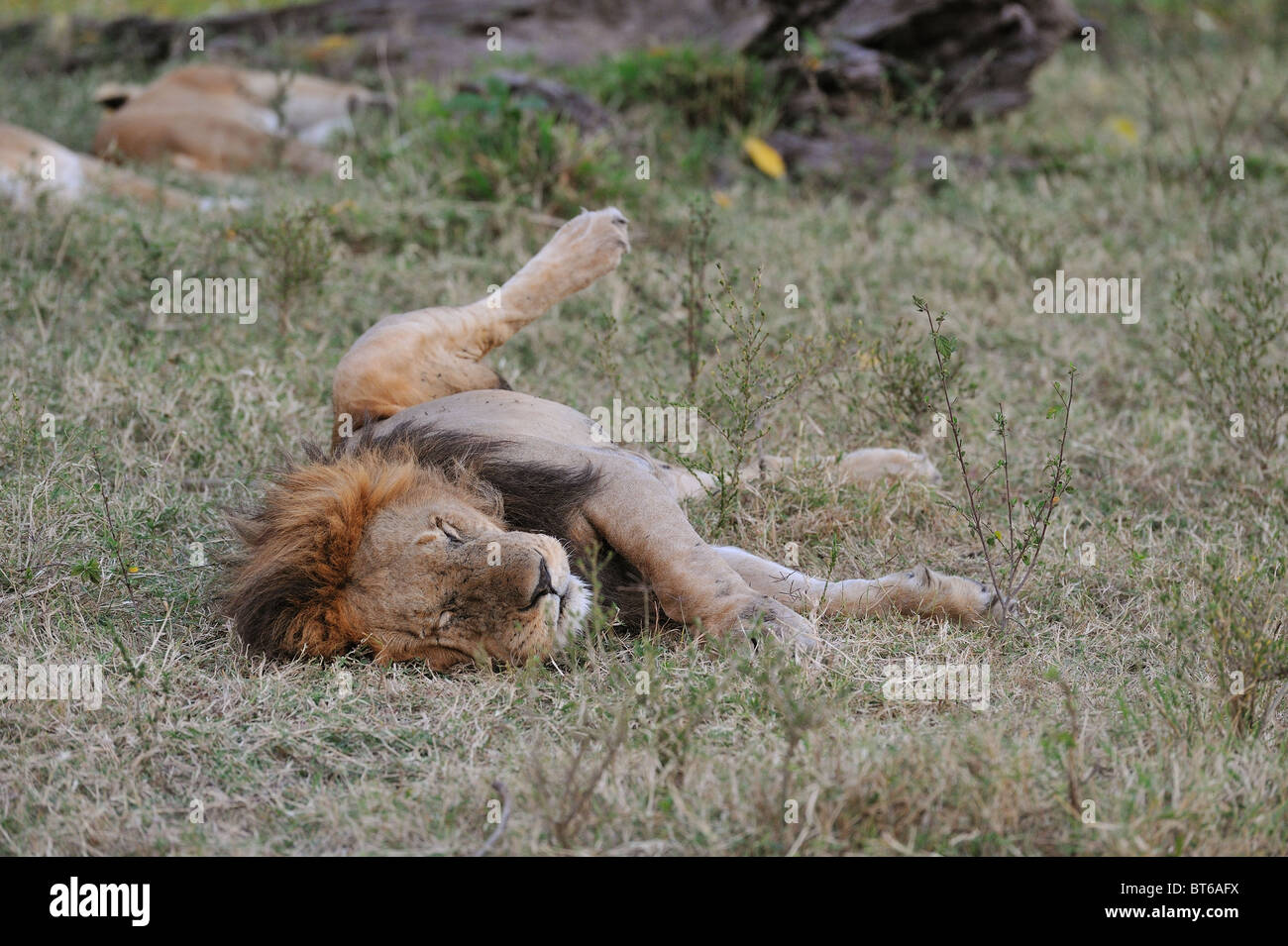 East African Lion - Massai-Löwe (Panthera Leo Nubica) männlichen schlafen auf dem Boden - Massai Mara - Kenia - Ostafrika Stockfoto