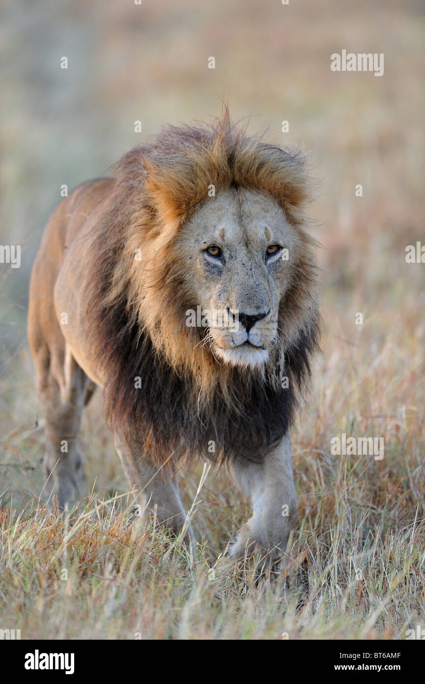 East African Lion - Massai Löwe (Panthera Leo Nubica) Männchen Wandern im trockenen Gräsern - Massai Mara - Kenia - Ostafrika Stockfoto