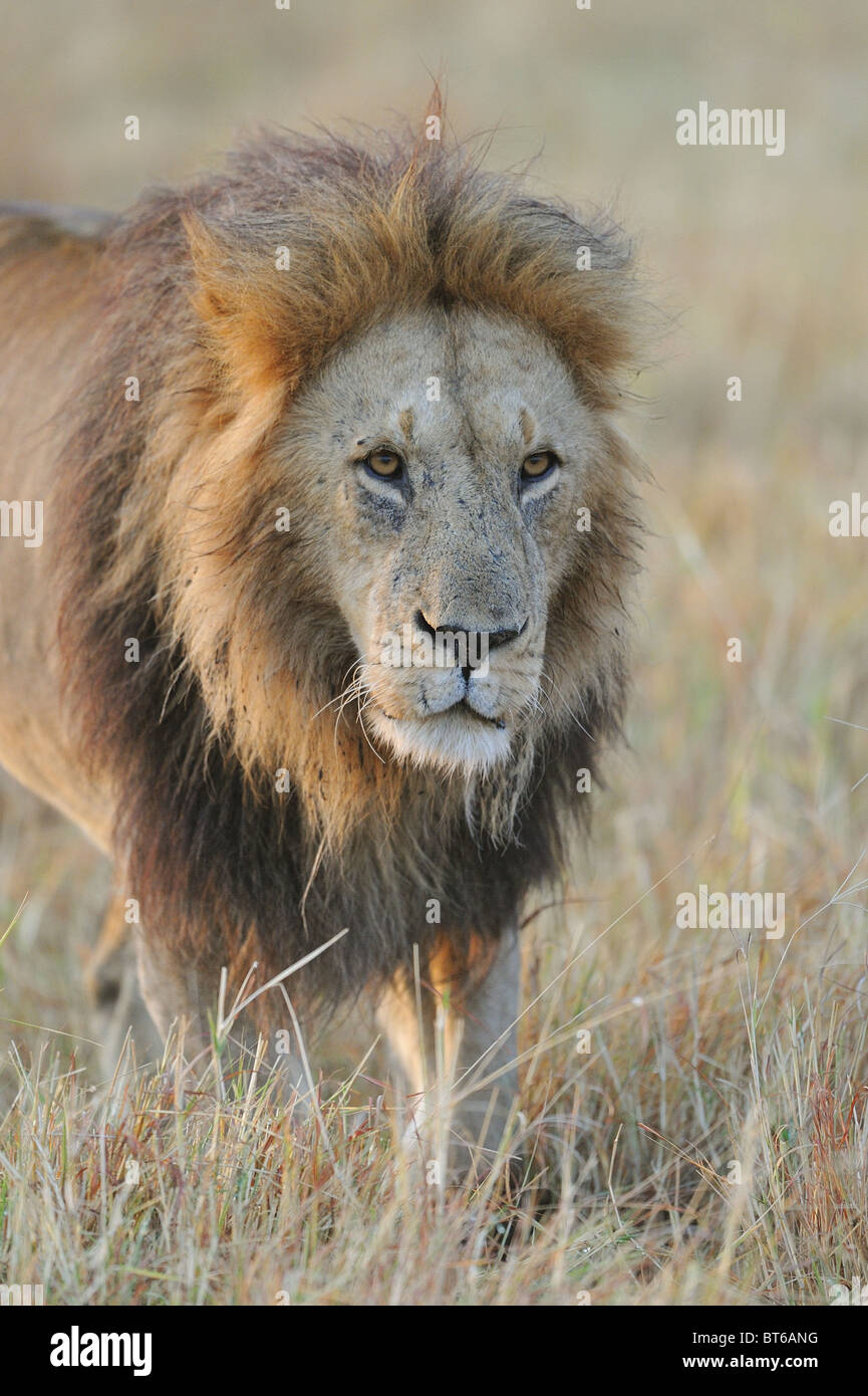 East African Lion - Massai Löwe (Panthera Leo Nubica) Porträt eines Mannes - Massai Mara - Kenia - Ost-Afrika Stockfoto