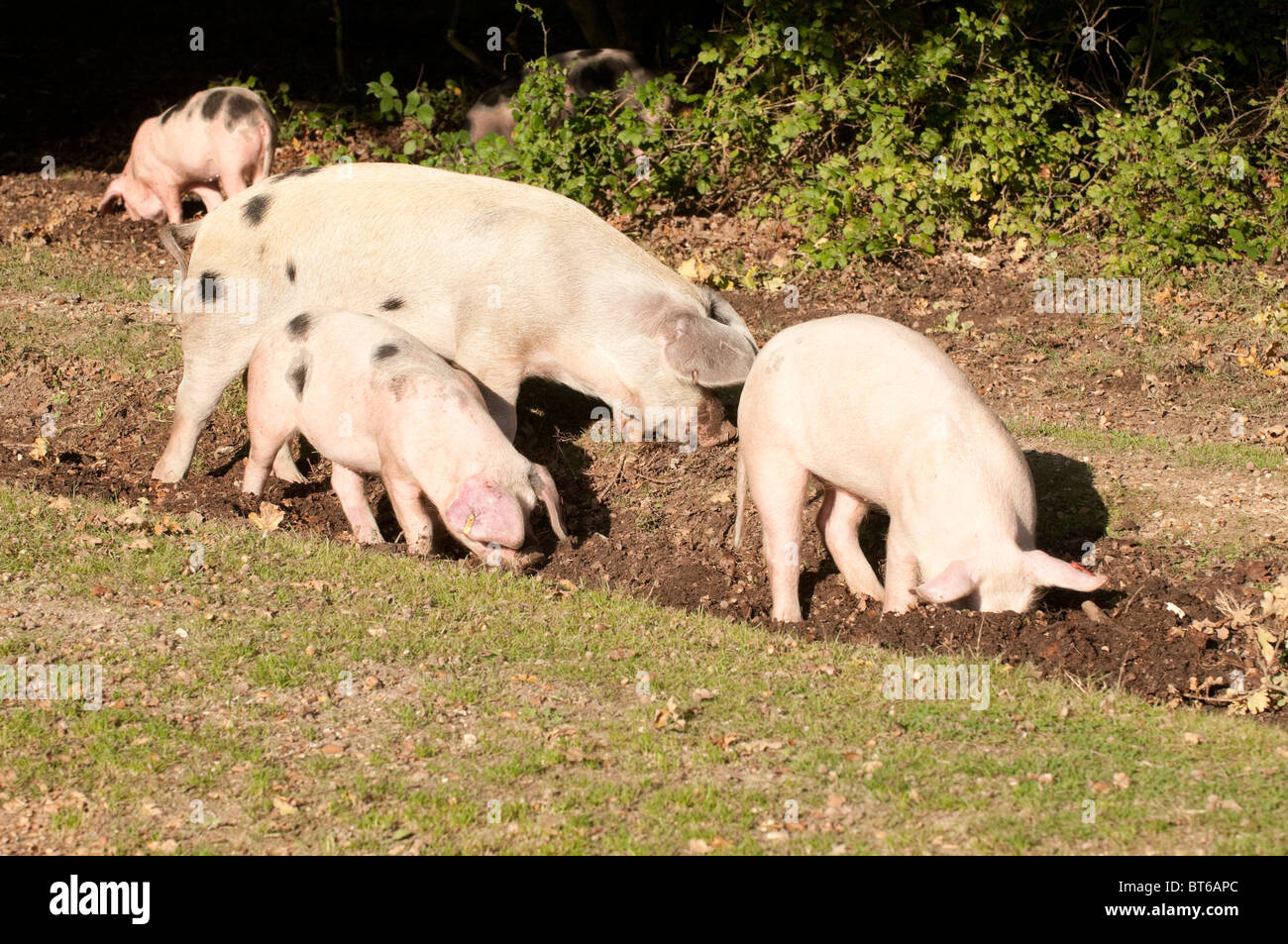 Schweine auf Nahrungssuche für Eicheln unter dem alten Recht von Weideland oder Mast im New Forest National Park Stockfoto