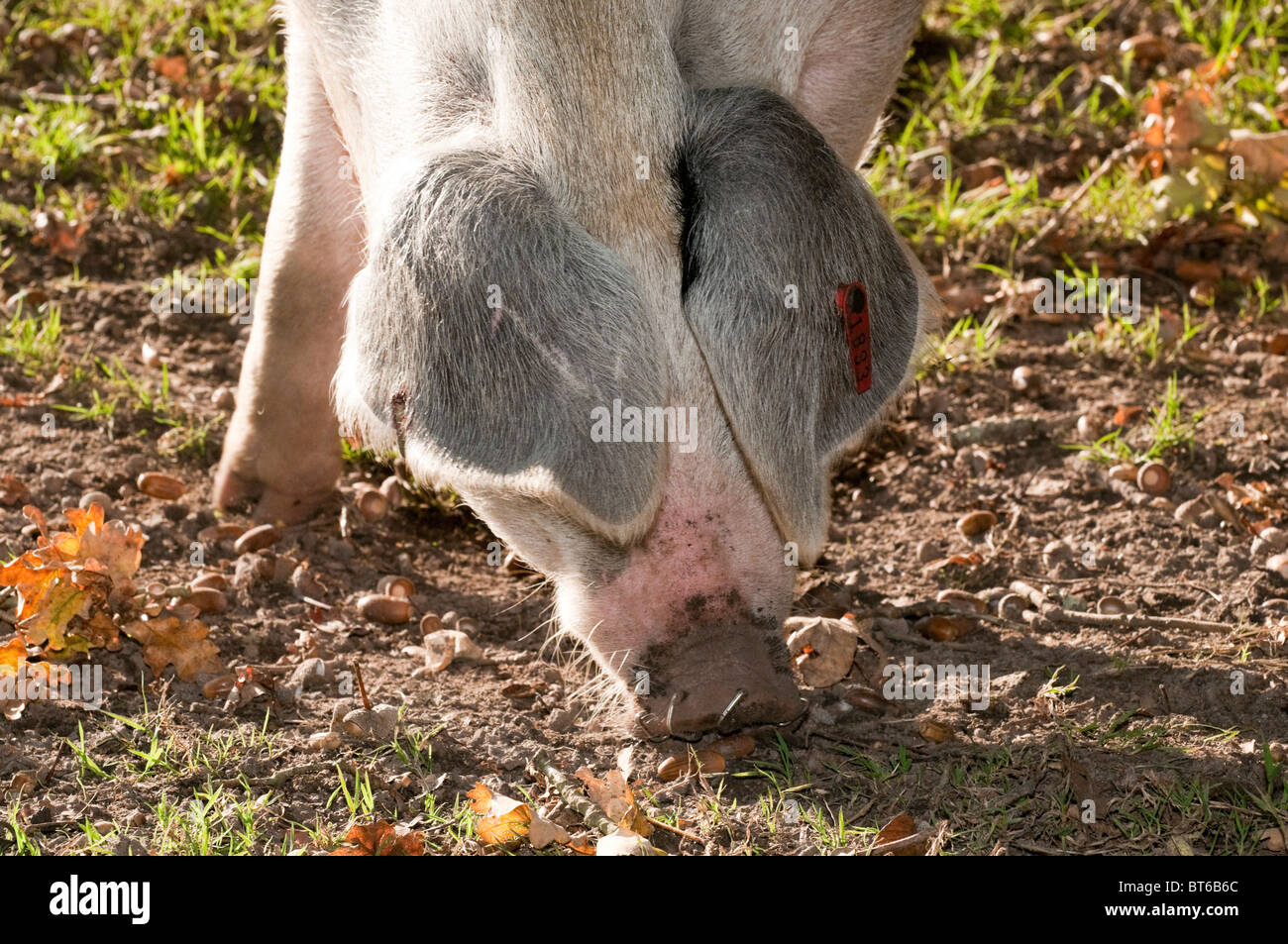 Schweine auf Nahrungssuche für Eicheln unter dem alten Recht von Weideland oder Mast im New Forest National Park Stockfoto