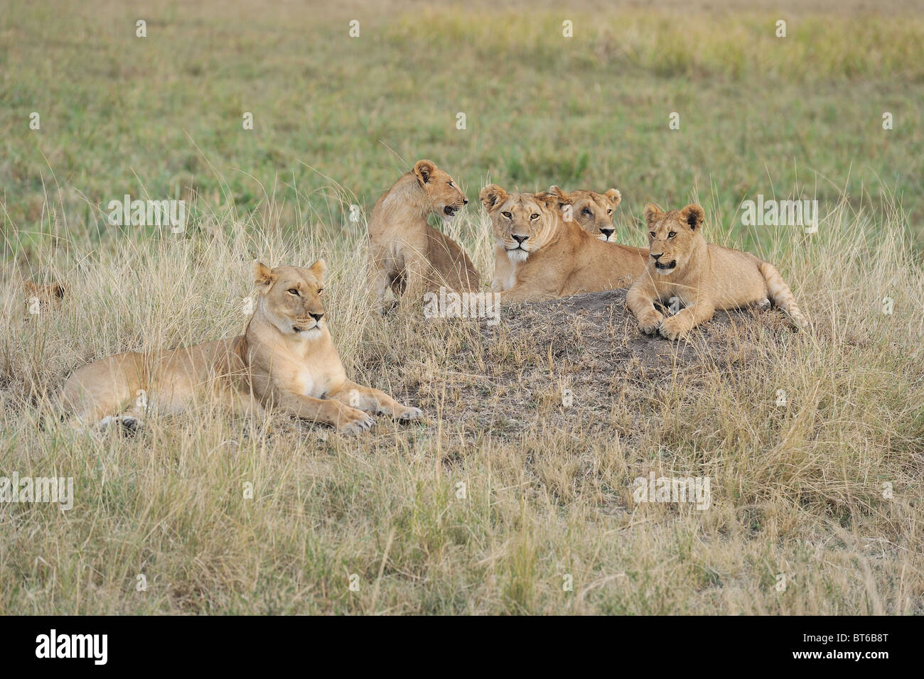 East African Lion - Massai-Löwe (Panthera Leo Nubica) Gruppe von Weibchen und Jungtiere auf dem Boden Stockfoto