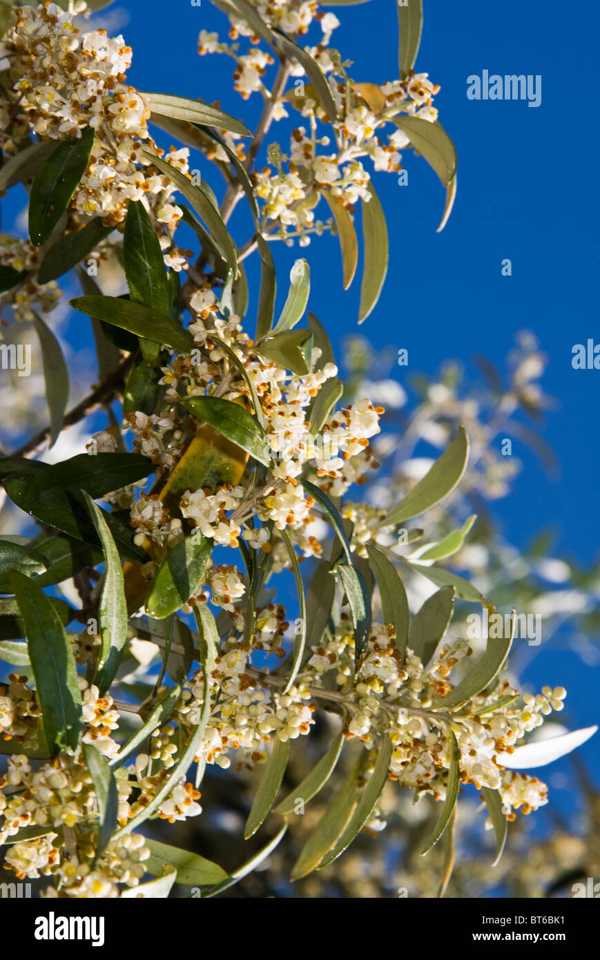 Olive blossom olive tree blossom -Fotos und -Bildmaterial in hoher  Auflsung  Alamy