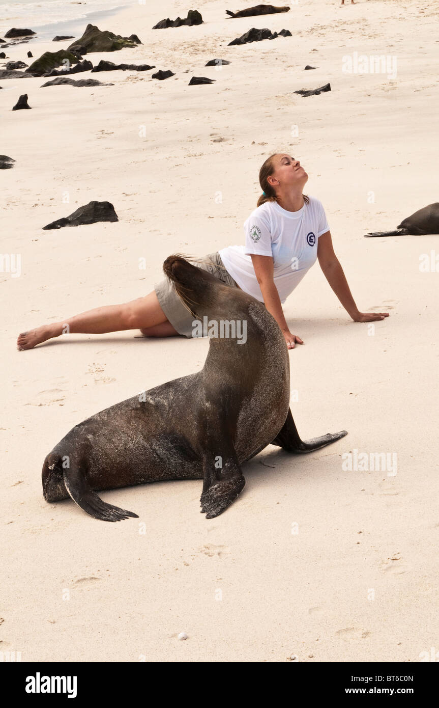 Galapagos-Inseln, Ecuador. Seelöwe (Zalophus Wollebaeki), Gardner Bay, Isla Española (Haube oder Espanola Insel). Stockfoto