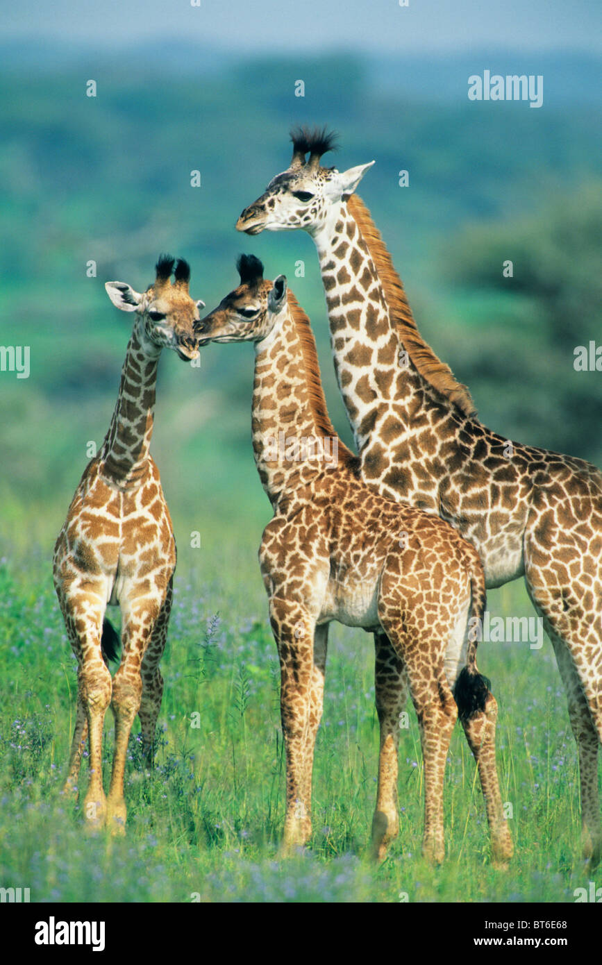 Masai-Giraffe (Giraffa Plancius) Familiengruppe, Serengeti Nationalpark, Tansania. Stockfoto