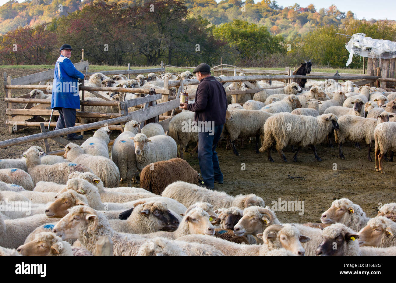 Hirten, die Kennzeichnung von Schafen in kommunalen Schafherde an traditionellen Schafstall nahe Saschiz, im Herbst; Siebenbürgen, Rumänien Stockfoto