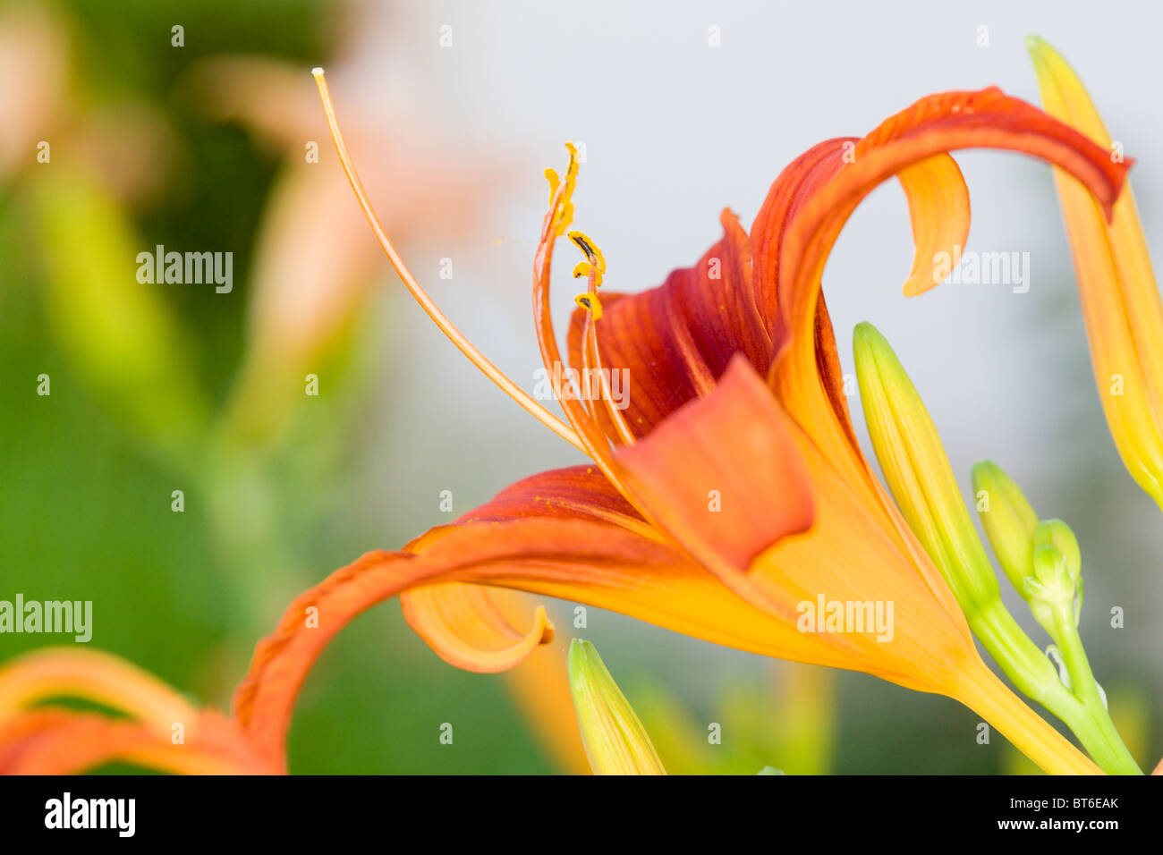 Makro-Ansicht eine Lilly Blüte und Knospen Stockfoto