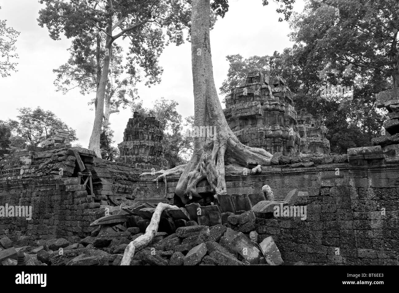 Bäume wachsen aus den Trümmern der Ta Prohm Tempel, Angkor Wat, Kambodscha Stockfoto