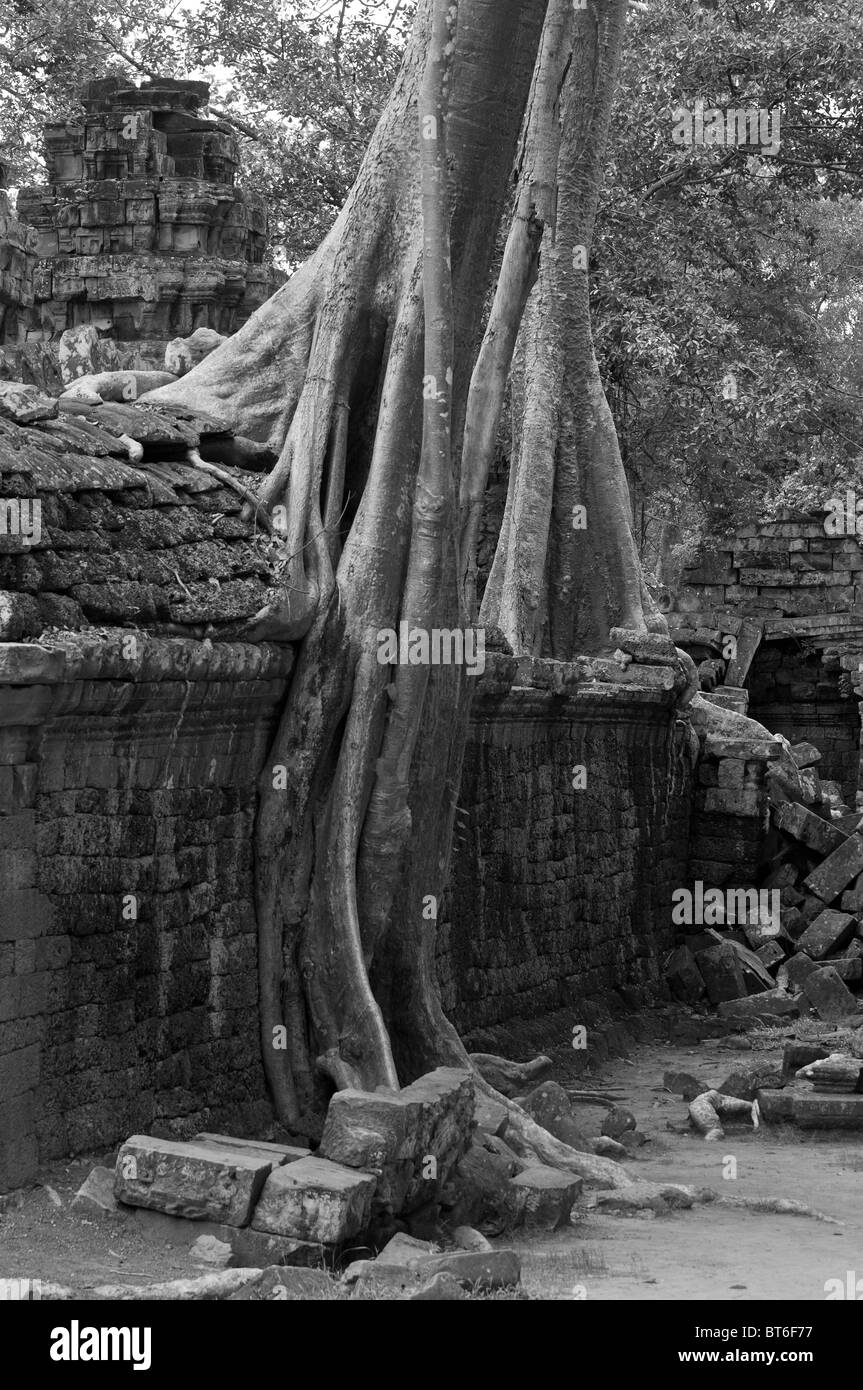 Bäume wachsen aus den Trümmern der Ta Prohm Tempel, Angkor Wat, Kambodscha. Stockfoto