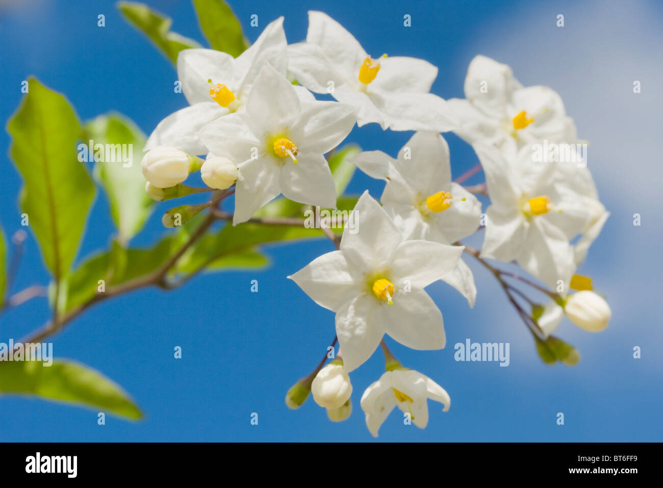 Solanum Jasminoides der Kartoffel Rebe in voller Blüte vor blauem Himmel Stockfoto