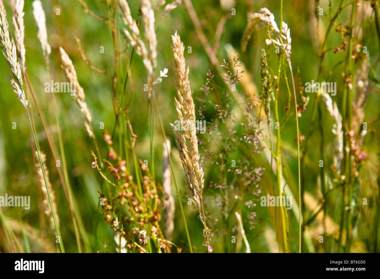 Sommer-Grass Stockfoto