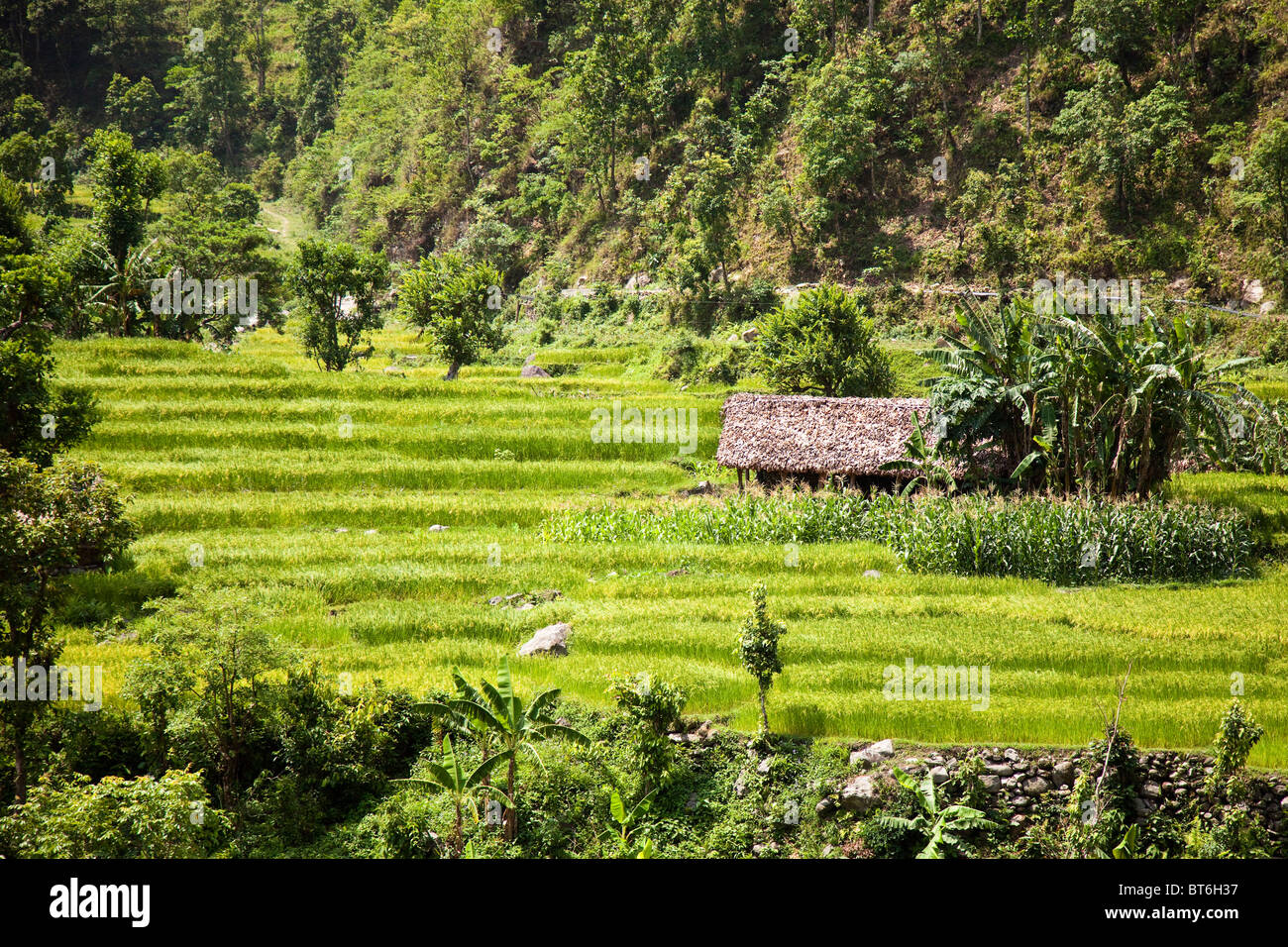 Reis-Terrassen in der Nähe von Kathmandu in Nepal Stockfoto