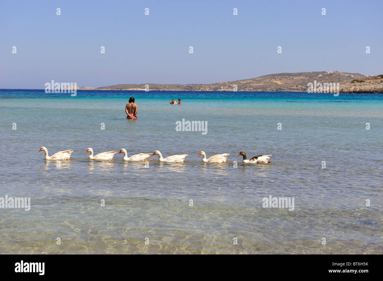 Sechs Enten hintereinander in der hervorragende Strand von Platys Gialos; Lipsi, Dodekanes. Griechenland. Stockfoto