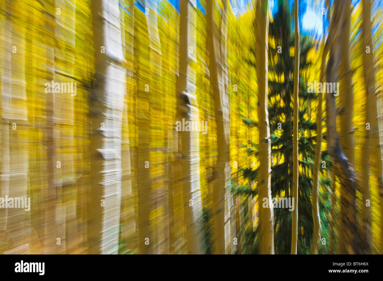Kreative Kamera-Technik auf Aspen Bäume fallen Stockfoto