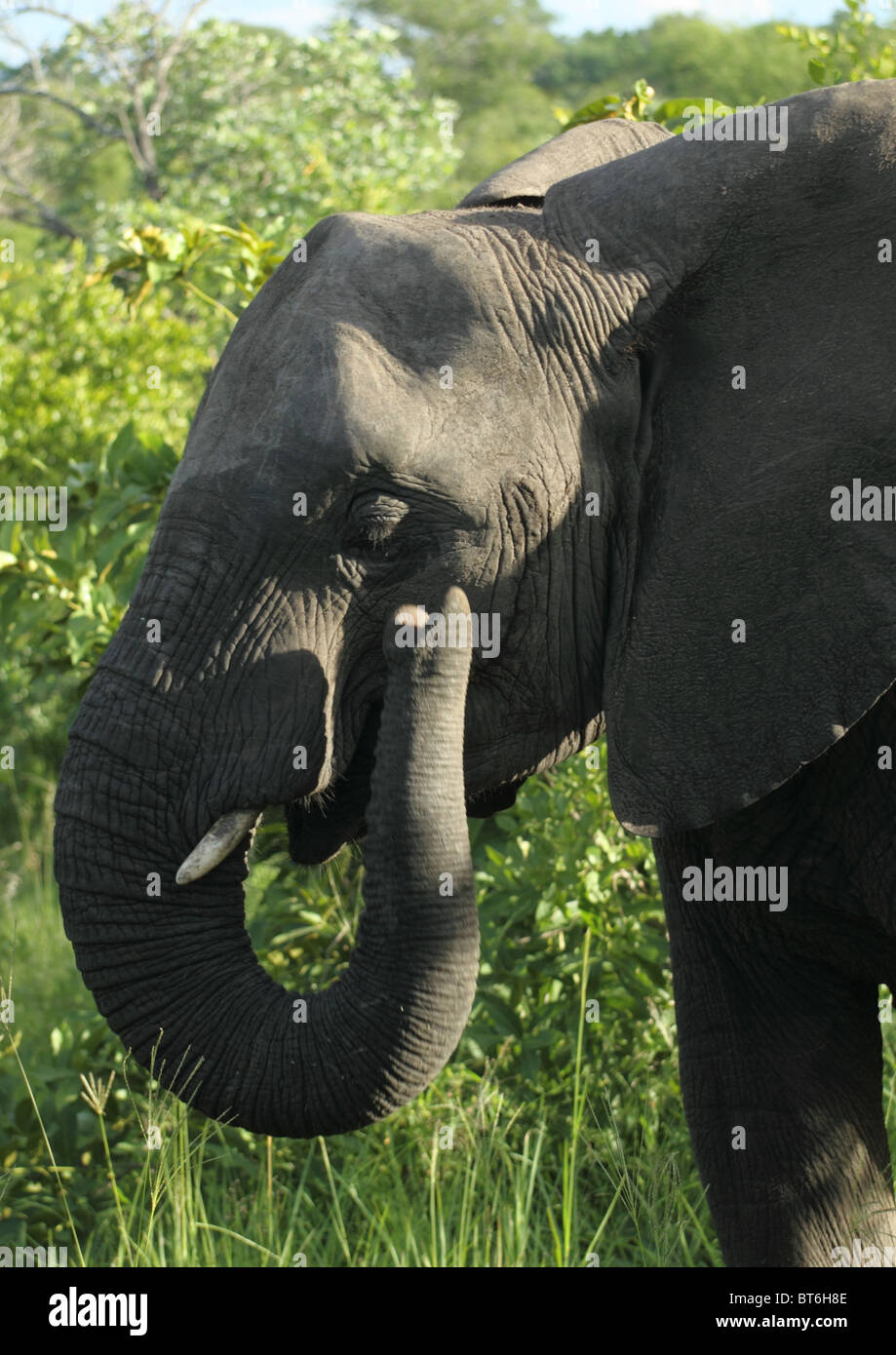 Afrikanische Savanne Elefanten Stockfoto