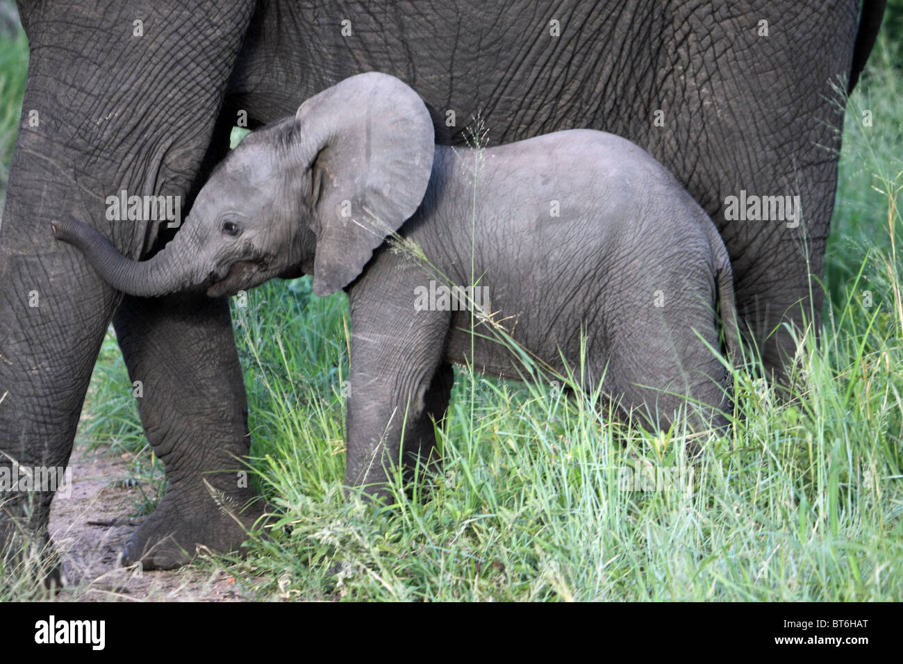 Baby-Fohlen kleben in der Nähe der Mutter. Stockfoto