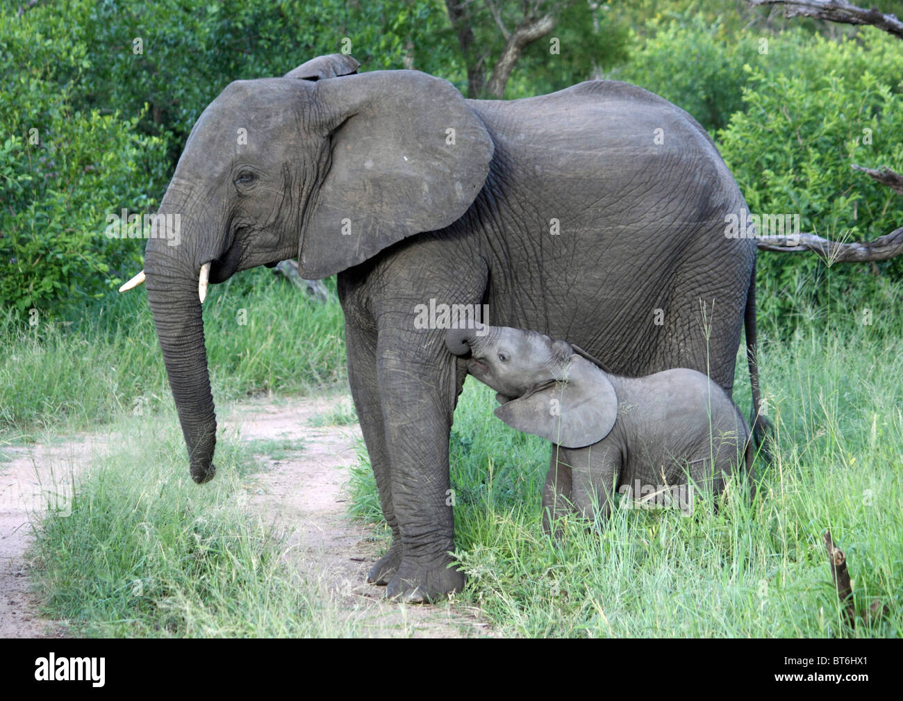 Afrikanische Savanne Elefanten - Mutter und Fohlen. Stockfoto