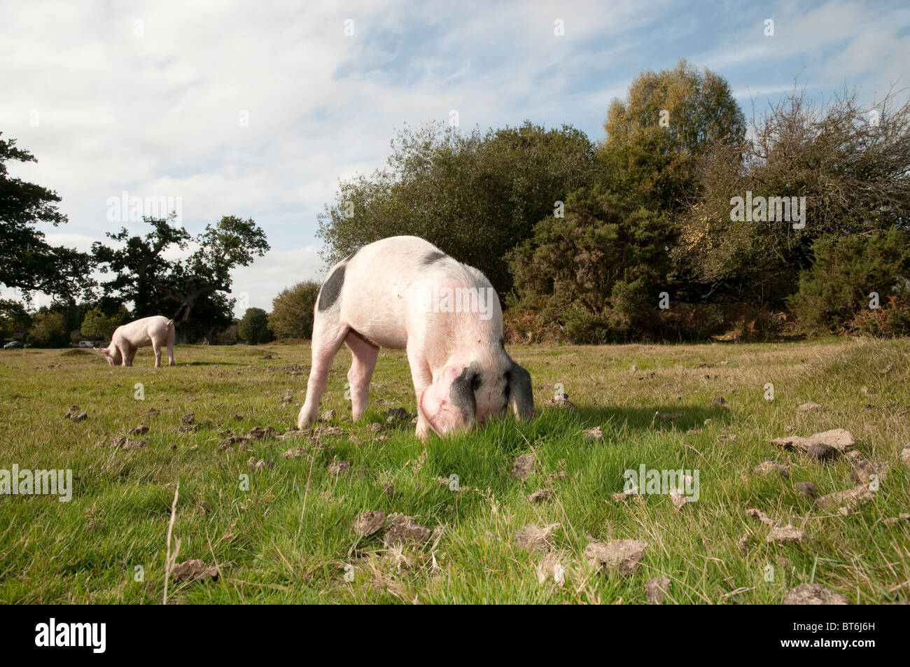 Schweine auf Nahrungssuche für Eicheln im New Forest unter dem alten Gesetz von Weideland oder mast Stockfoto