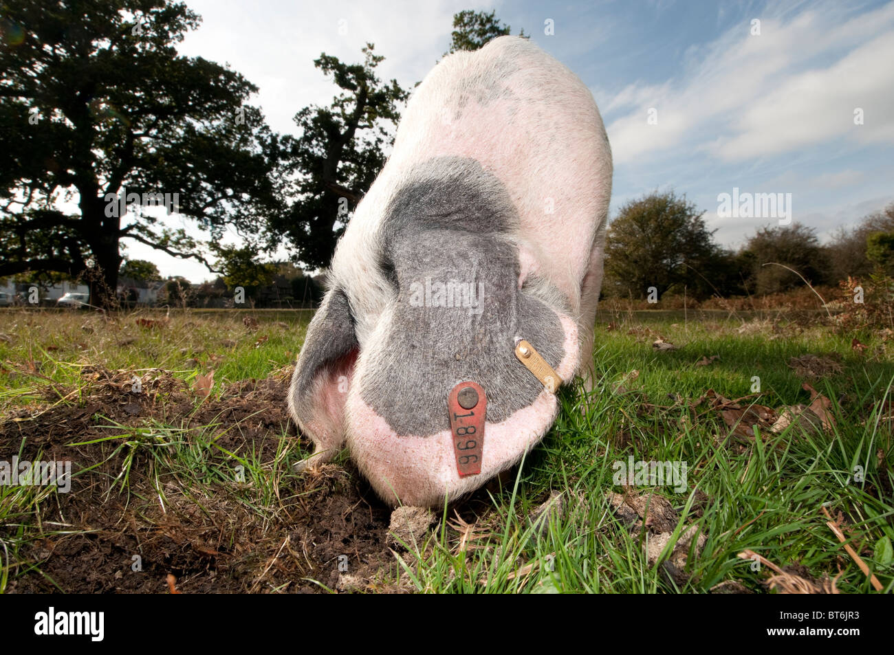 Schweine auf Nahrungssuche für Eicheln im New Forest unter dem alten Gesetz von Weideland oder mast Stockfoto