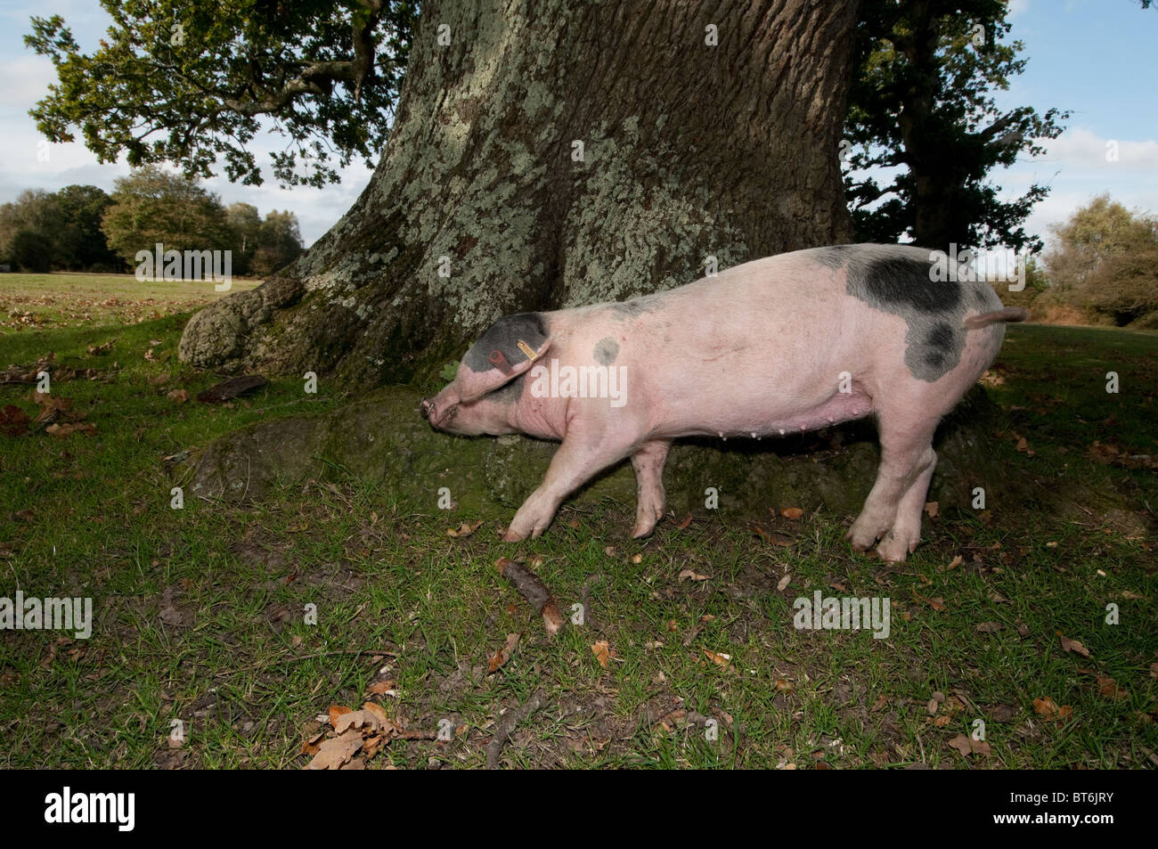 Schweine auf Nahrungssuche für Eicheln im New Forest unter dem alten Gesetz von Weideland oder mast Stockfoto