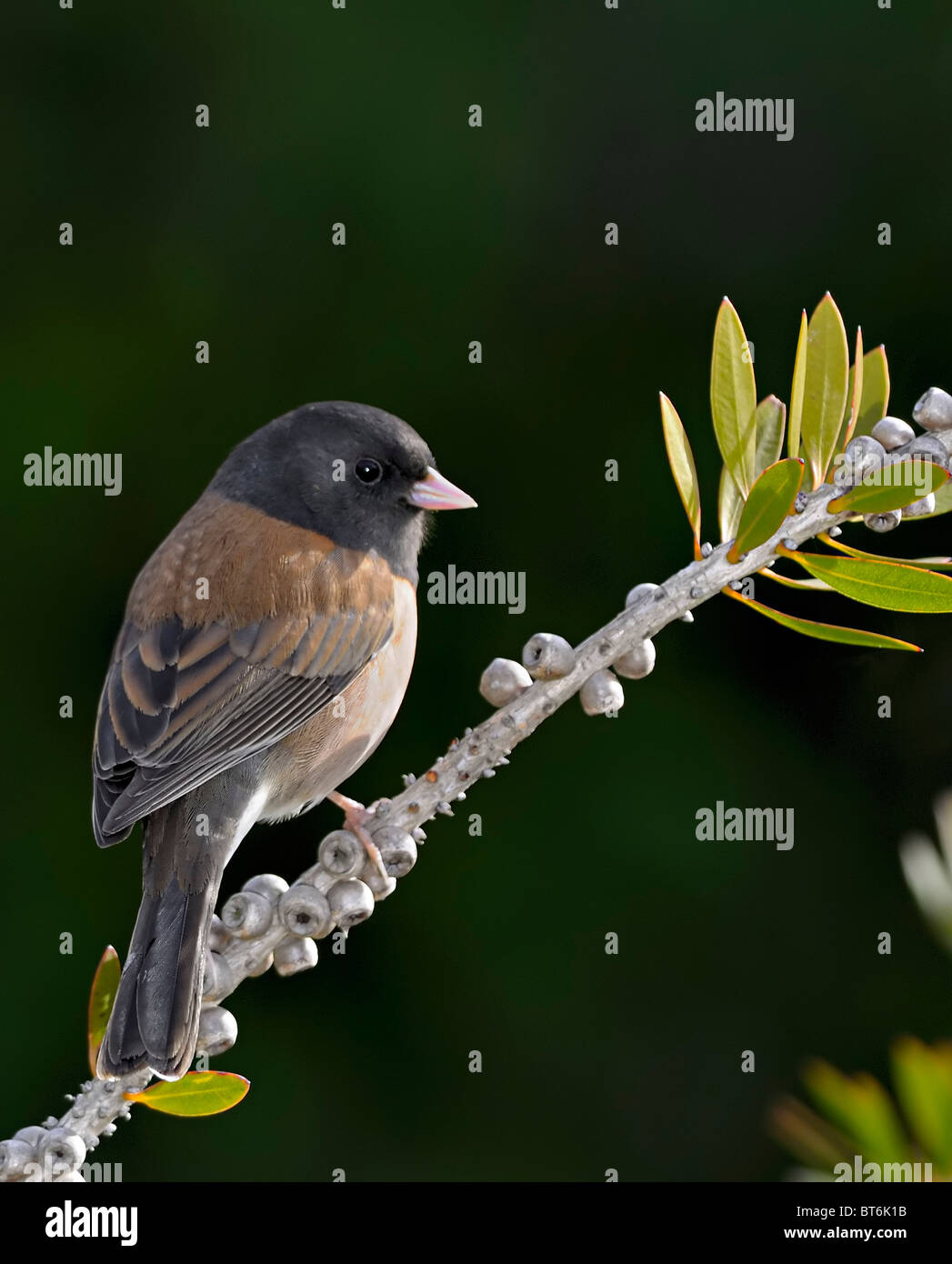 Dunkeläugiger Junco (Junco hyemalis), der auf einem Ast thront. Ein kleiner singvogel mit schwarzem Kopf, rosafarbenem Schnabel und rostigen Seiten, wie er in Nordamerikanischem Holzlan üblich ist Stockfoto