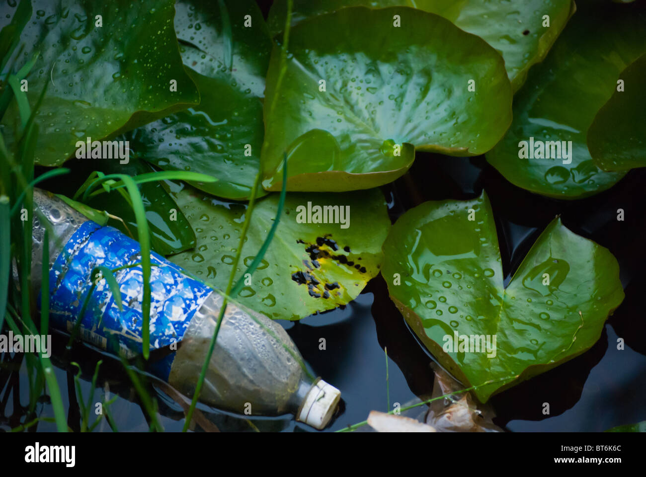 Verlässt eine gebrauchte und verschmutzte Wasser Plastikflasche in einen schönen Teich mit Seerose Stockfoto