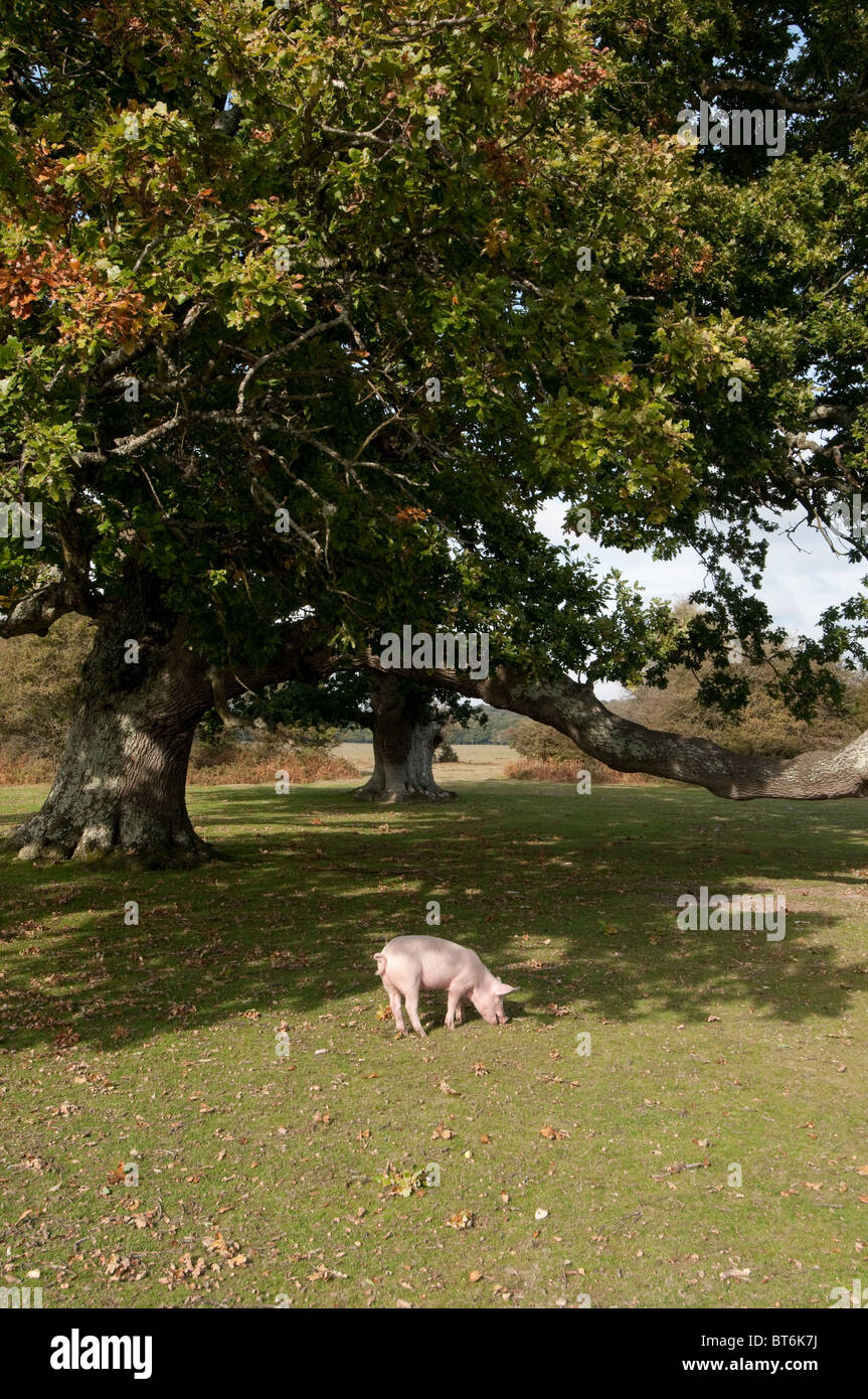 Schweine auf Nahrungssuche für Eicheln im New Forest unter dem alten Gesetz von Weideland oder mast Stockfoto