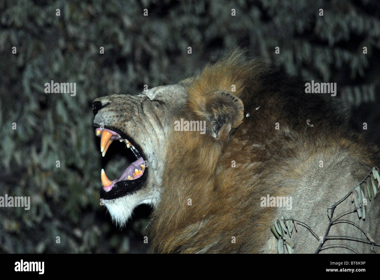 Männliche Löwen in der Nacht Stockfoto