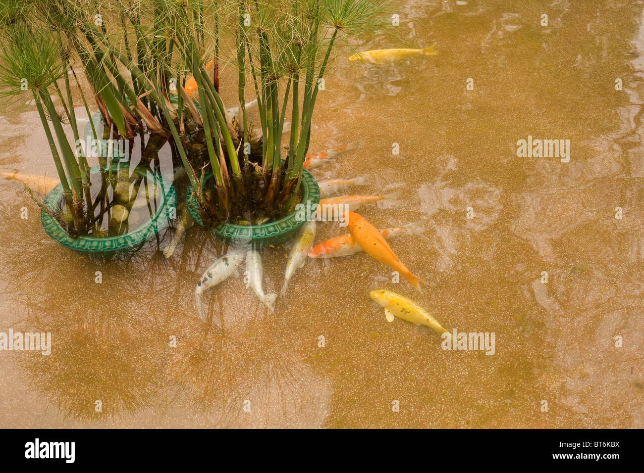 Goldfische im Teich in Hong Kong Stockfotografie Alamy