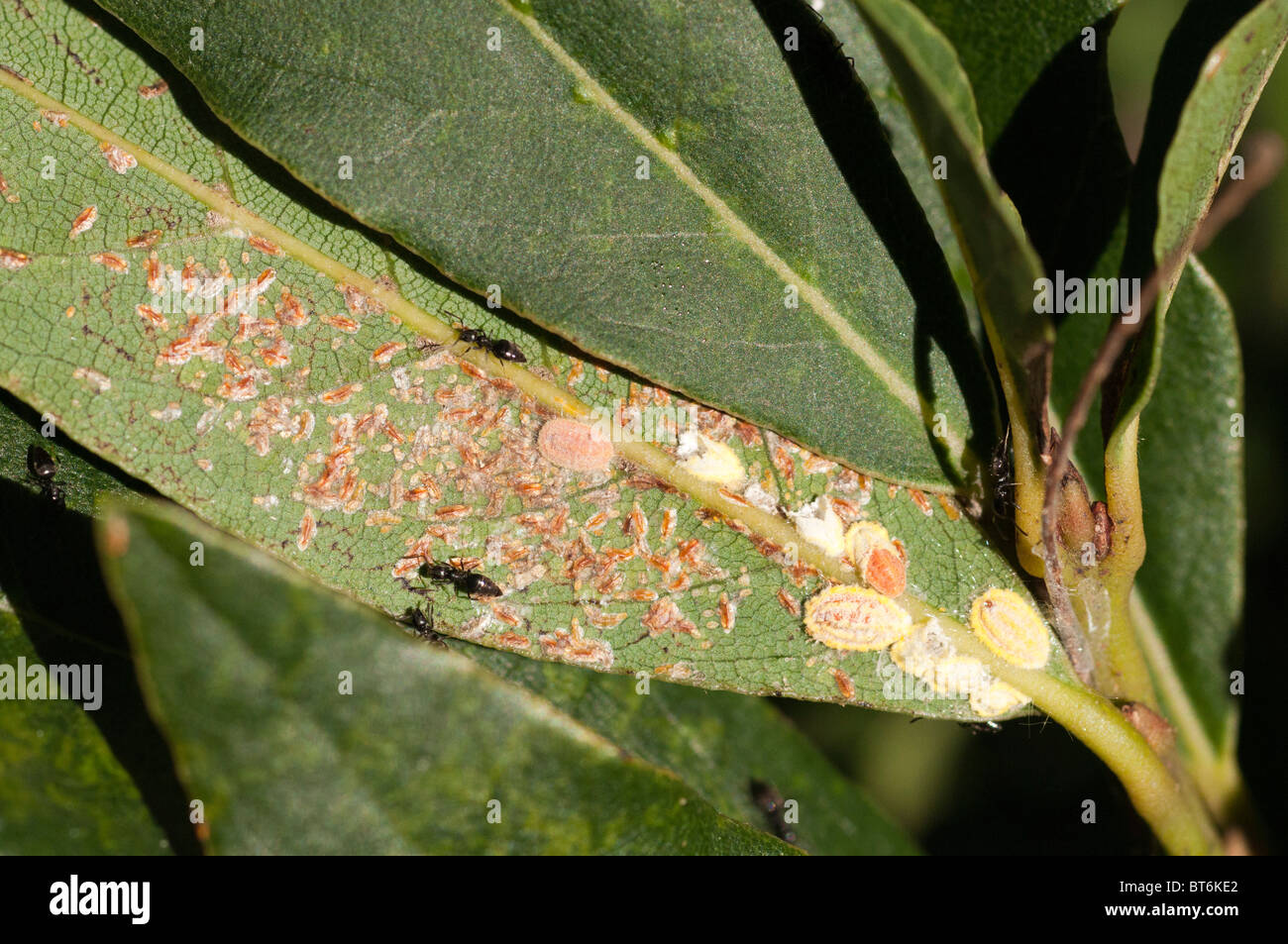 Ameisen und Schildläuse auf Lorbeer Pflanze, Queensland, Australien Stockfoto