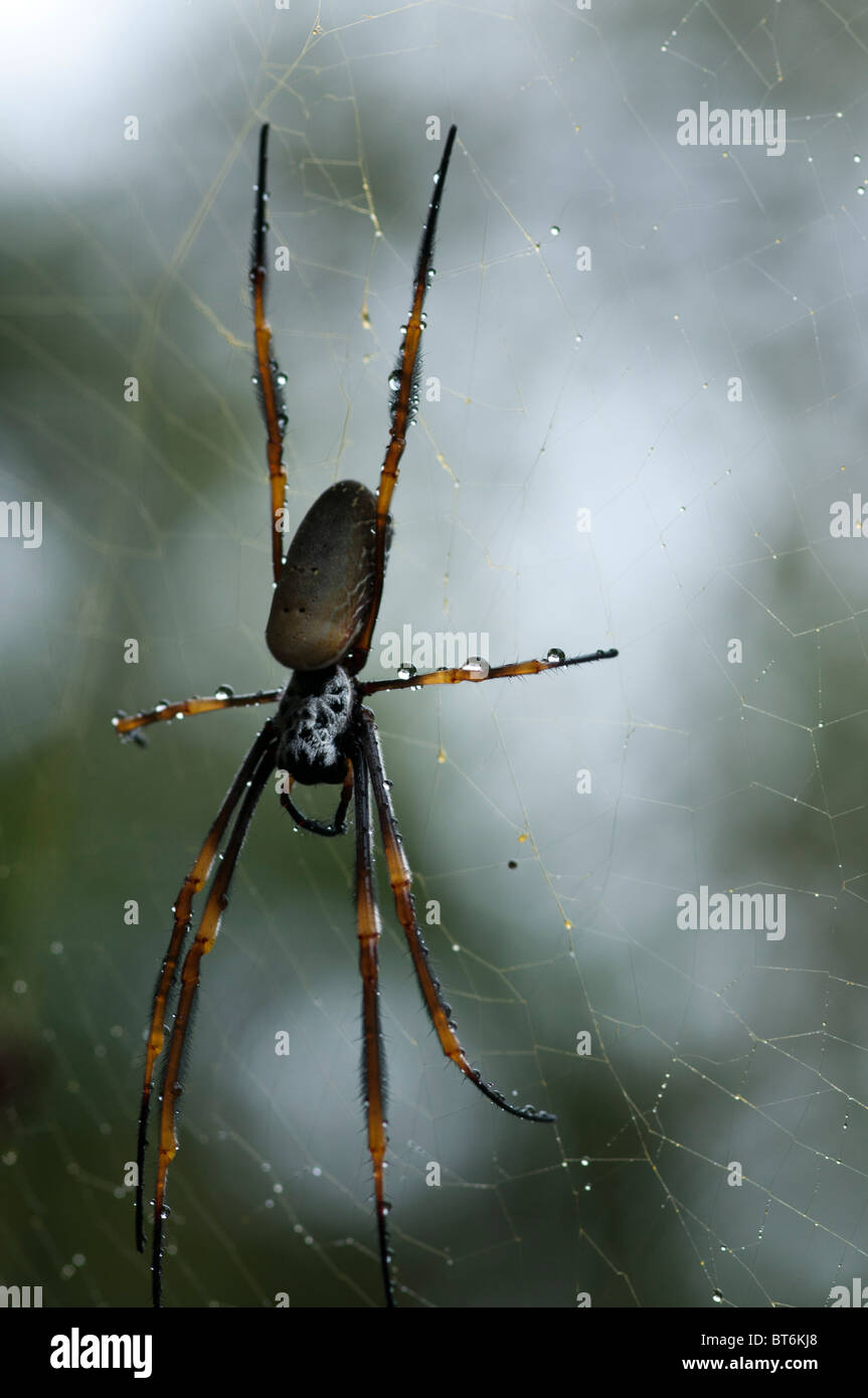 Golden Orb Weaver Spider Web, Queensland, Australien Stockfoto