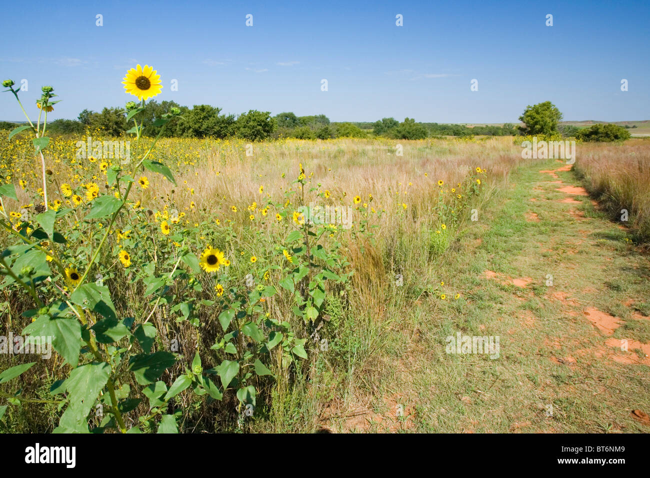 Black Kettle National Grassland umfasst 31.300 Hektar in der Nähe von Cheyenne, Oklahoma. Stockfoto