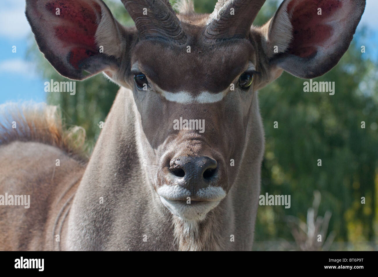 Nahaufnahme von einer Sense Oryx Stockfoto