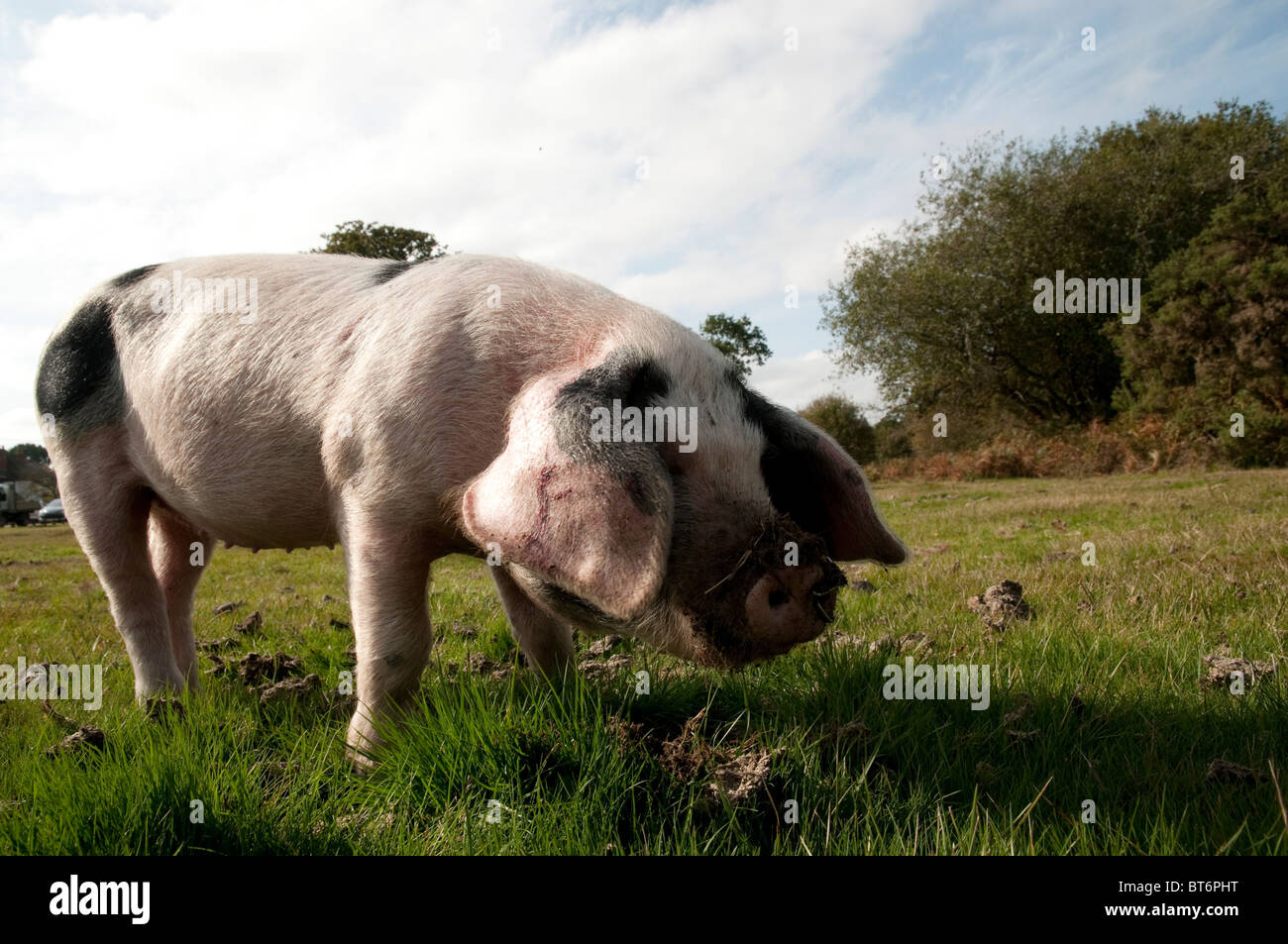 Schweine auf Nahrungssuche für Eicheln im New Forest unter dem alten Gesetz von Weideland oder mast Stockfoto