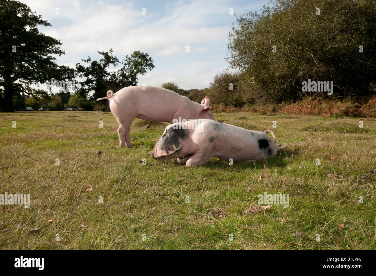 Schweine auf Nahrungssuche für Eicheln im New Forest unter dem alten Gesetz von Weideland oder mast Stockfoto