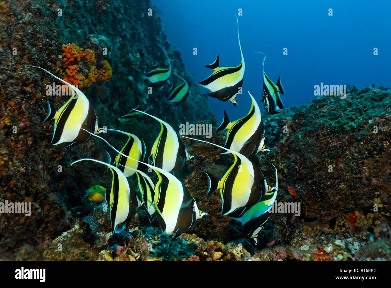 Schwarm von maurischen Idole (Zanclus Cornutus), schwimmen entlang einem Riff, Cocos Island, Mittelamerika, fertiggestellter Stockfoto