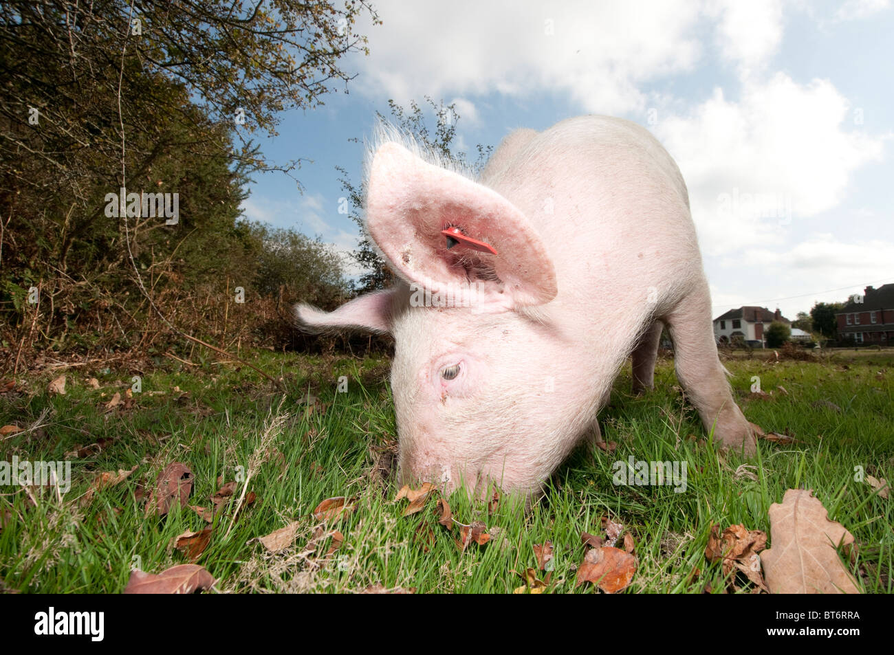 Schweine auf Nahrungssuche für Eicheln im New Forest unter dem alten Gesetz von Weideland oder mast Stockfoto