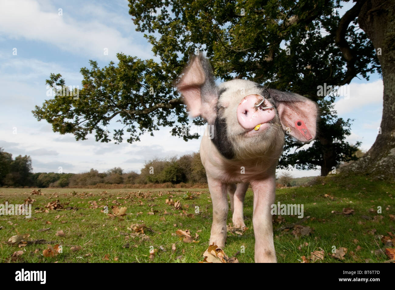 Schweine auf Nahrungssuche für Eicheln im New Forest unter dem alten Gesetz von Weideland oder mast Stockfoto