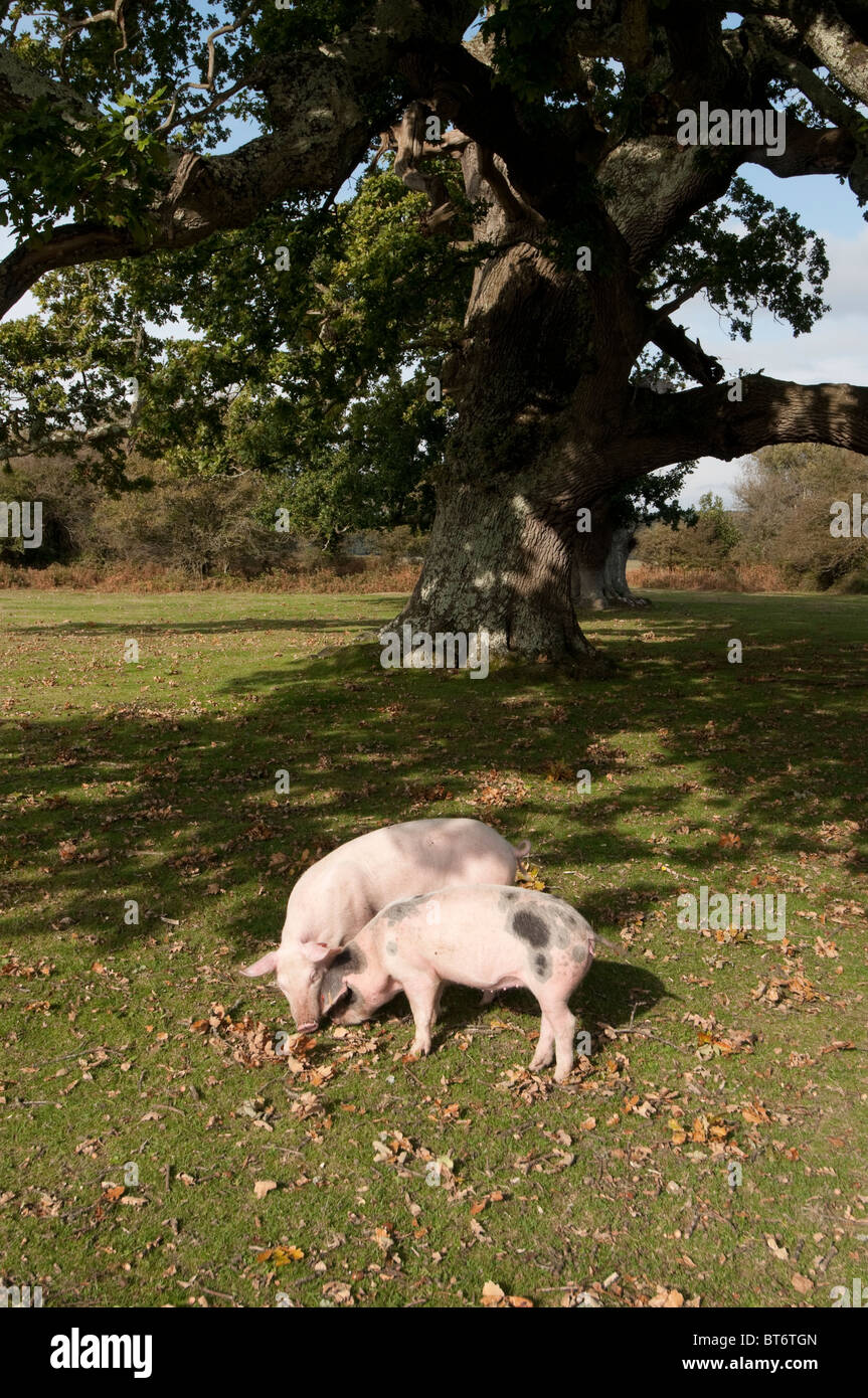 Schweine auf Nahrungssuche für Eicheln im New Forest unter dem alten Gesetz von Weideland oder mast Stockfoto