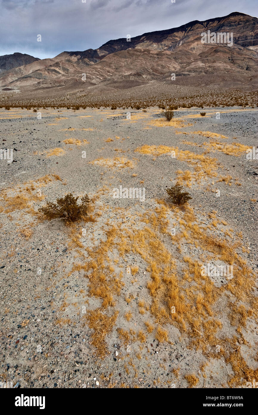 Rasen wächst in der Wüste in Panamint Valley, große vier Mine Road, Death Valley Nat Park, Kalifornien, USA Stockfoto