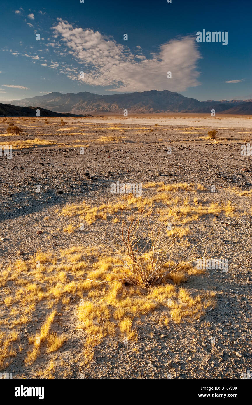 Rasen bei Wüste in Panamint Valley, große vier Mine Road, Inyo Mtns in Dist, Sonnenaufgang, Death Valley Nat Park, Kalifornien, USA Stockfoto