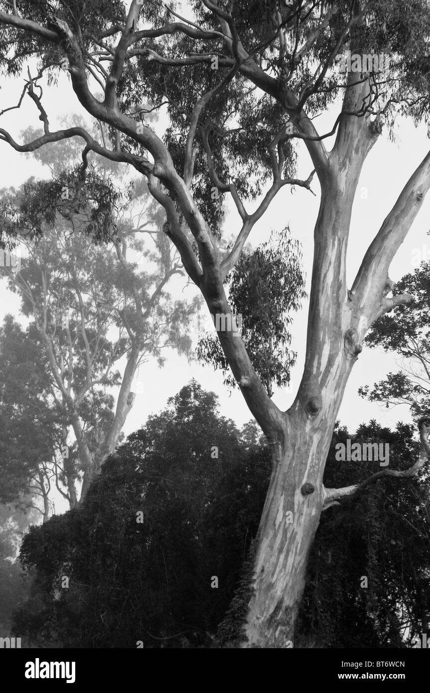Eukalyptus-Bäume im Nebel, Brisbane, Queensland, Australien Stockfoto