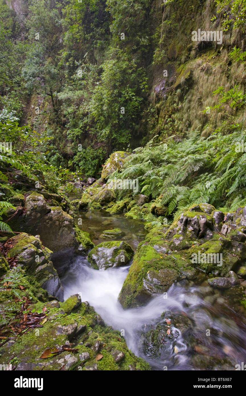 Quelle der Levada do Rei, Ribeiro Bonito, Sao Jorge, Madeira, Portugal Stockfoto