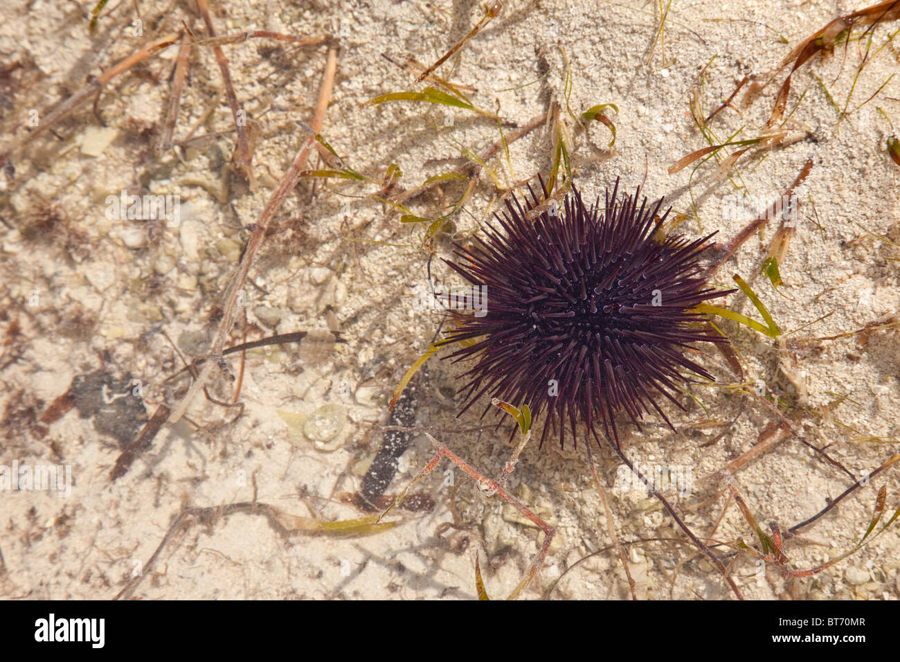 Jambiani, Sansibar, Tansania. Seeigel, auf Blatt flach an den niedrigen Gezeiten, indischen Ozean. Stockfoto