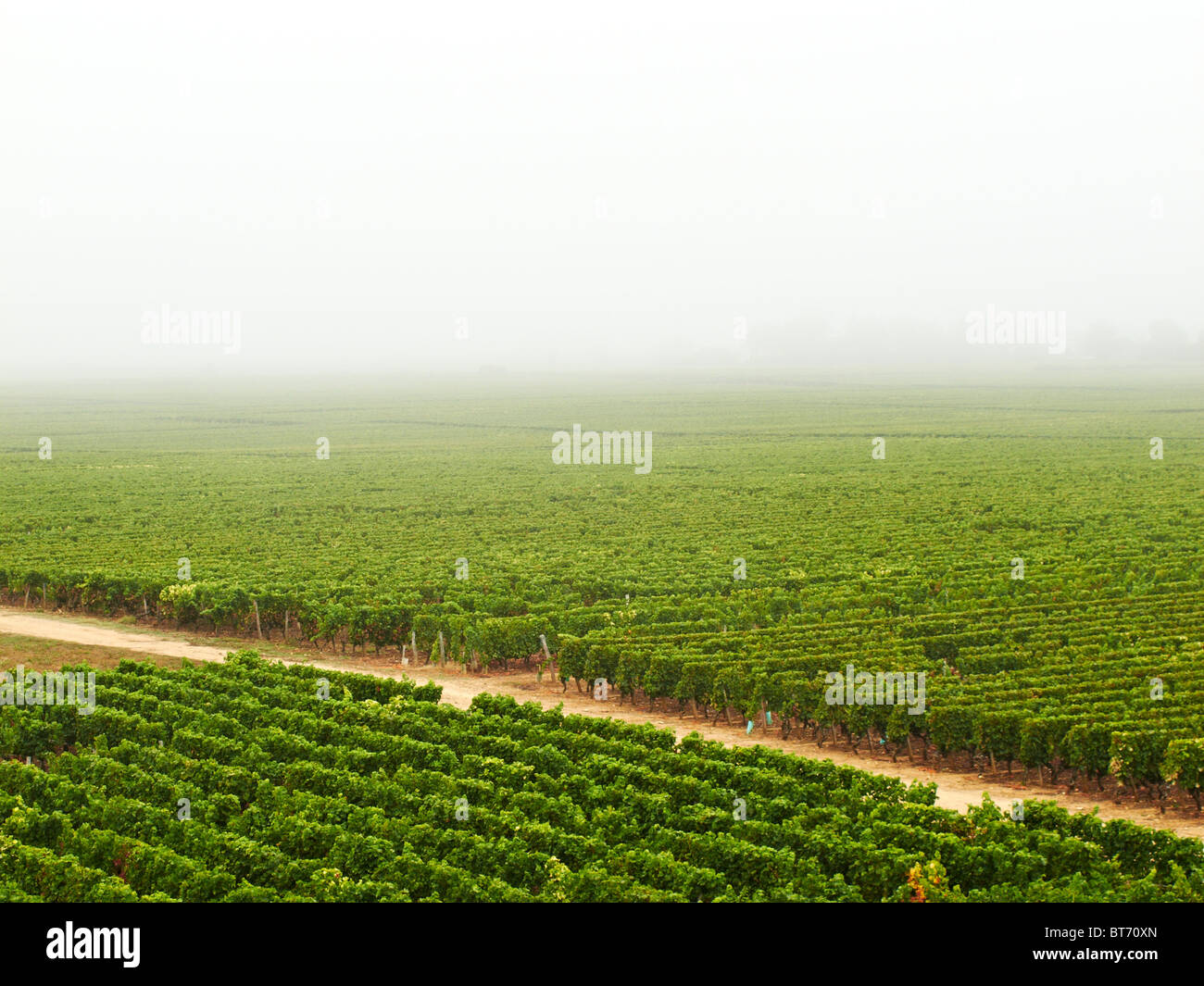 Weinberg wächst endlos in den Nebel in Bordeaux, Frankreich Stockfoto