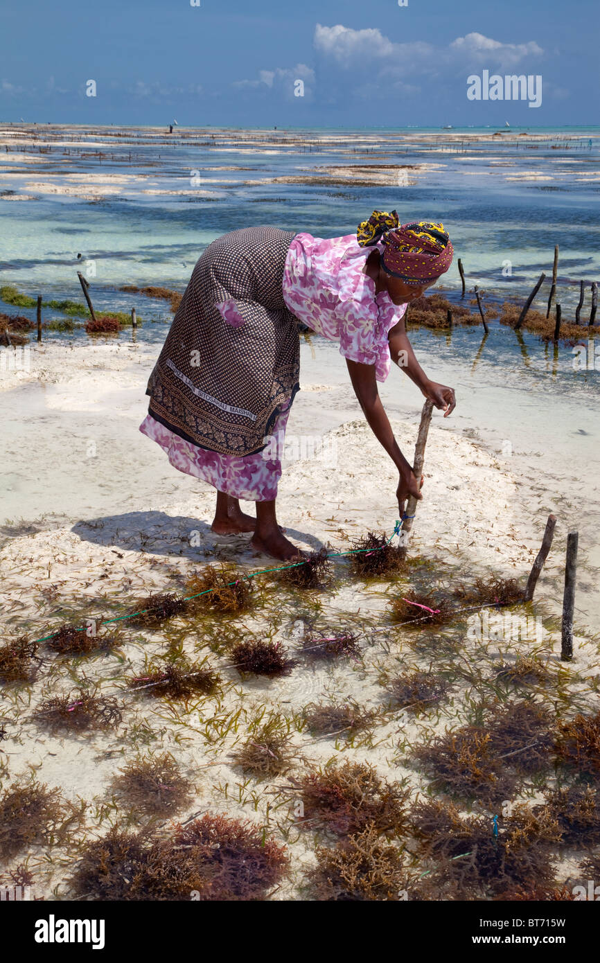 Jambiani, Sansibar, Tansania. Frau Pflanzen Algen auf die asiatischen Märkte exportieren. Stockfoto