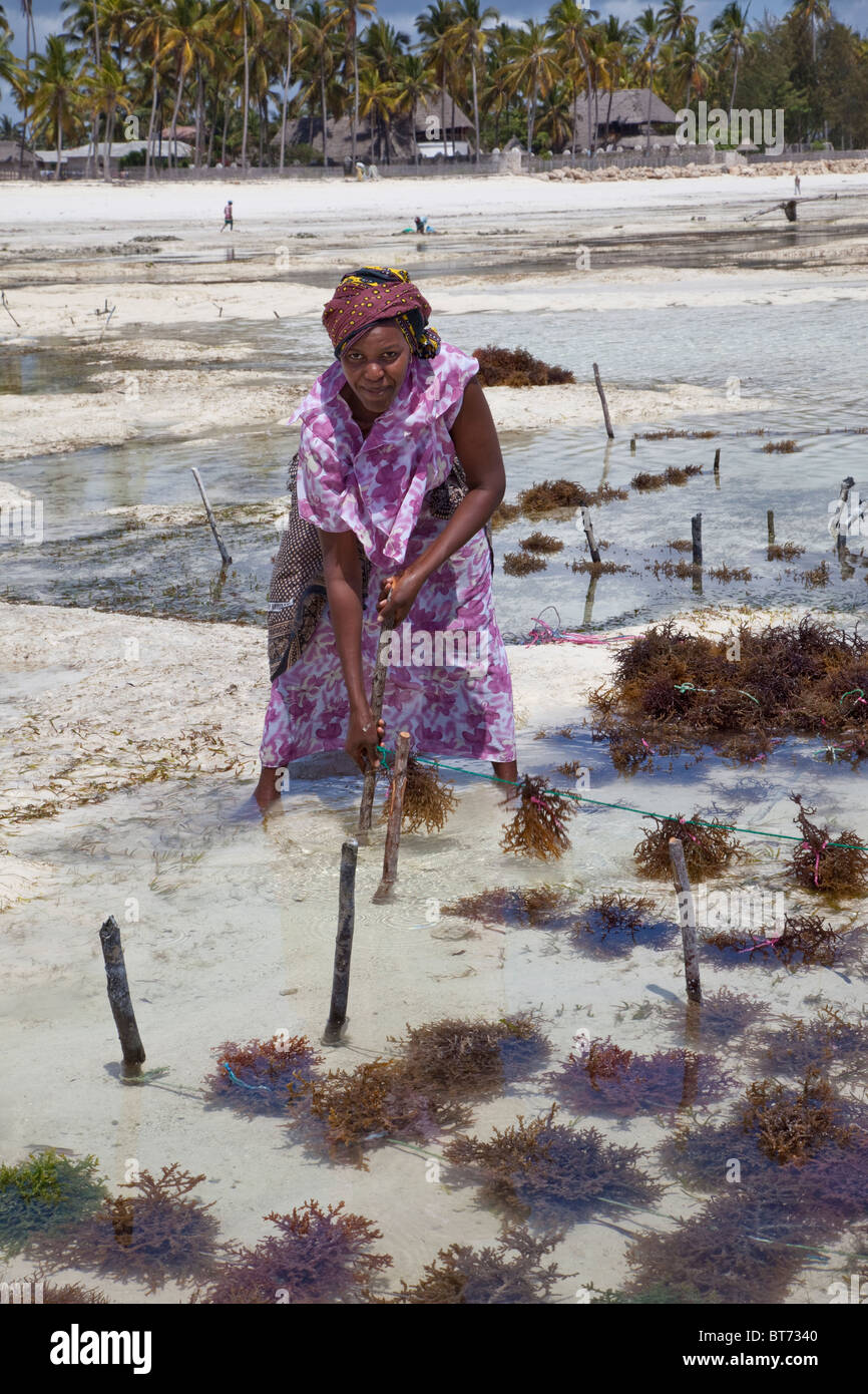 Jambiani, Sansibar, Tansania. Frau Pflanzen Algen auf die asiatischen Märkte exportieren. Stockfoto
