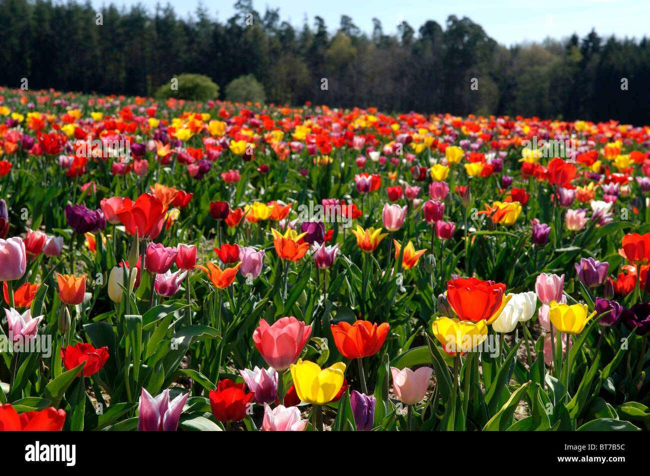 Blühende Tulpen (Tulipa), self-Service, Kleingeschaid, Middle Franconia, Bayern, Deutschland, Europa Stockfoto